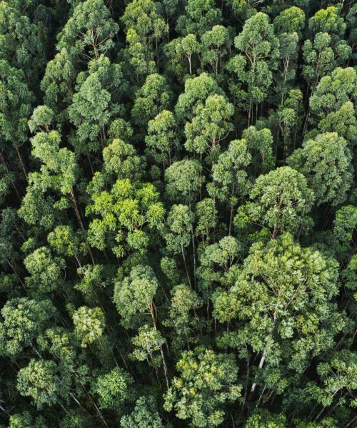 Overhead aerial shot of a thick forest with beautiful trees and greenery An overhead aerial shot of a thick forest with beautiful trees and greenery